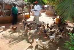 Volunteer Agriculture & Farming Volunteer Agriculture & Farming