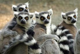 Volunteer Madagascar Volunteer Madagascar