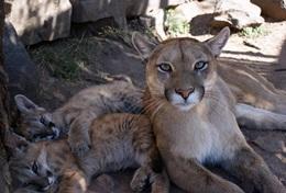 Volunteer Veterinary Medicine & <br />Animal Care Volunteer Veterinary Medicine & <br />Animal Care