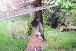 Volunteer Veterinary Medicine & <br /> Animal Care Volunteer Veterinary Medicine & <br /> Animal Care