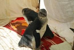 Volunteer Veterinary Medicine & <br /> Animal Care Volunteer Veterinary Medicine & <br /> Animal Care