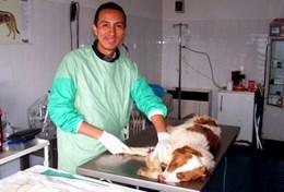 Volunteer Veterinary Medicine & <br /> Animal Care Volunteer Veterinary Medicine & <br /> Animal Care
